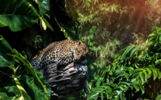 sabi sands [320x200]